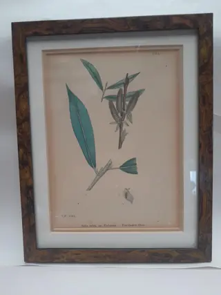 English botany - British plants - 1837 - Fine basket Osier - Sir James Edward Smith - James Sowerby