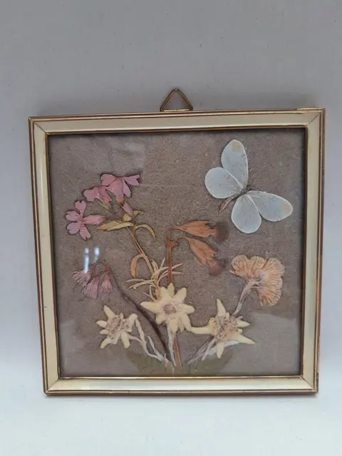 vintage gedroogde Edelweiss en vlinder in lijst - 50s - Zwitserland