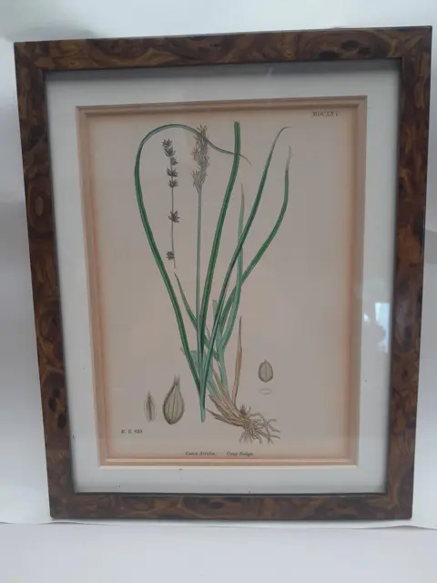 English botany - British plants - 1837 - Grey Sedge - Sir James Edward Smith - James Sowerby