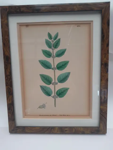 English botany - British plants - 1837 - Corn Mint - Sir James Edward Smith - James Sowerby