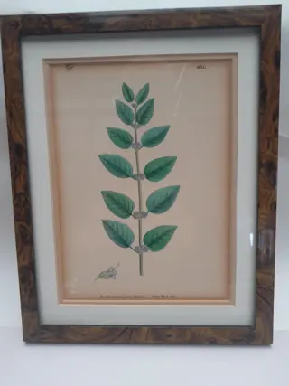 English botany - British plants - 1837 - Corn Mint - Sir James Edward Smith - James Sowerby
