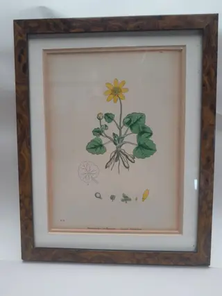 English botany - British plants - 1837 - Lesser Celandine - Sir James Edward Smith - James Sowerby