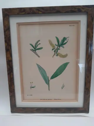 English botany - British plants - 1837 - White Willow - Sir James Edward Smith - James Sowerby