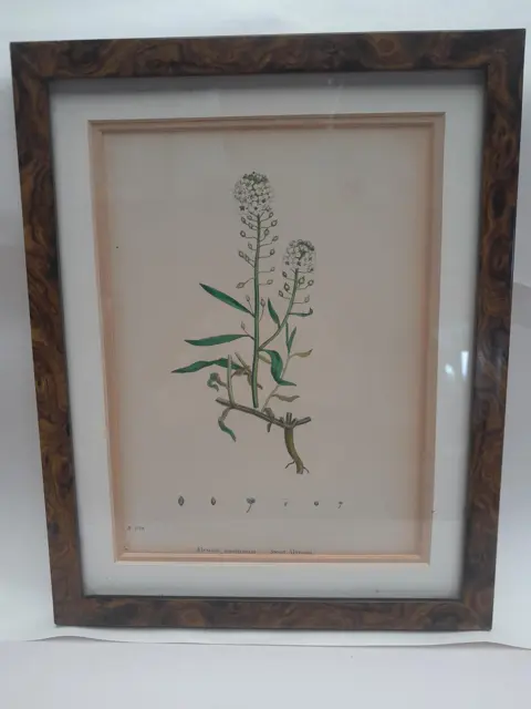 English botany - British plants - 1837 - Sweet Alyssum - Sir James Edward Smith - James Sowerby
