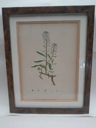 English botany - British plants - 1837 - Sweet Alyssum - Sir James Edward Smith - James Sowerby