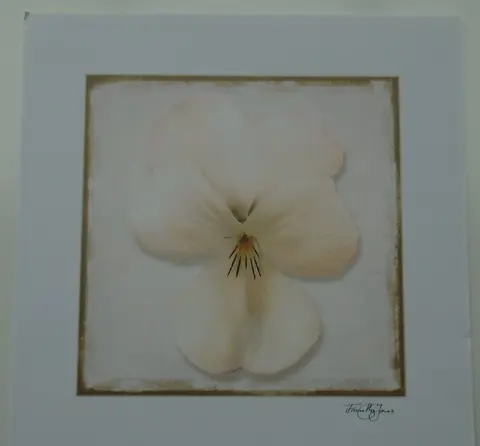 POSTER 33x33 cm BLOEMEN EN DIEREN DIVERSE 11 stuks NIEUW