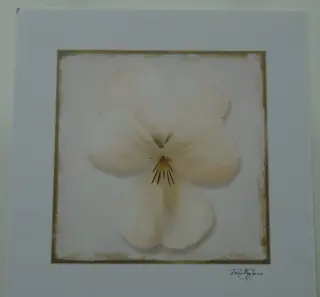 POSTER 33x33 cm BLOEMEN EN DIEREN DIVERSE 11 stuks NIEUW