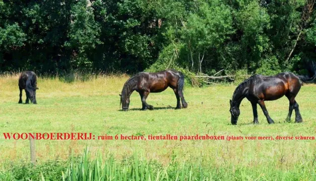 Woonboerderij, 6 hectare, paardenboxen