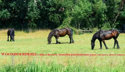 Woonboerderij, 6 hectare, paardenboxen