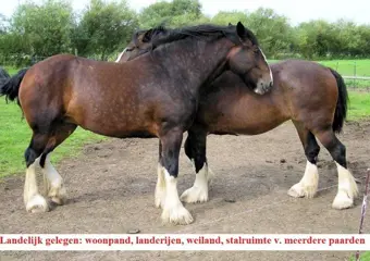 Landelijk woonobject/weide/paardenstallen/vakantiewoningen