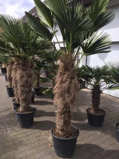 Winterharde palmboom trachycarpus wagnerianus