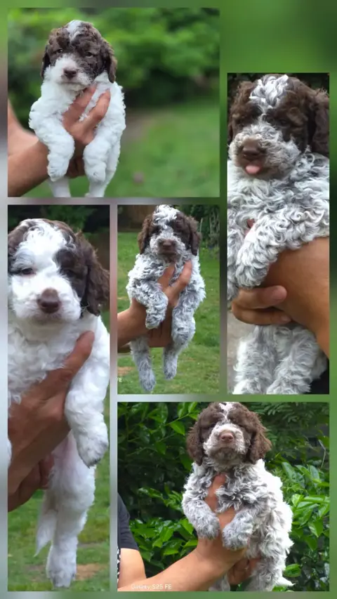 Lagotto romagnolo pupies