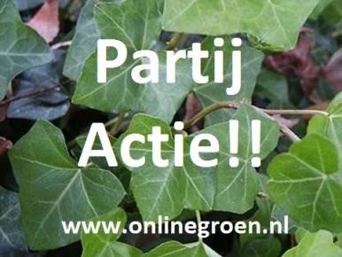 Hedera kopen met korting