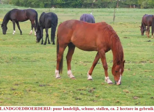 Historische landgoedboerderij, landelijk, oprijlaan, water