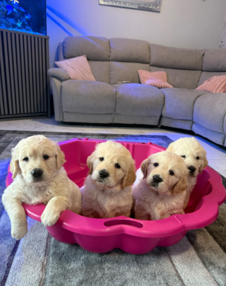 Prachtige, stevige golden retriever pups