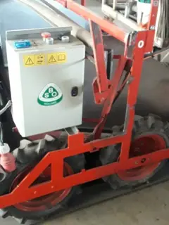 Amaryllis loofknipper