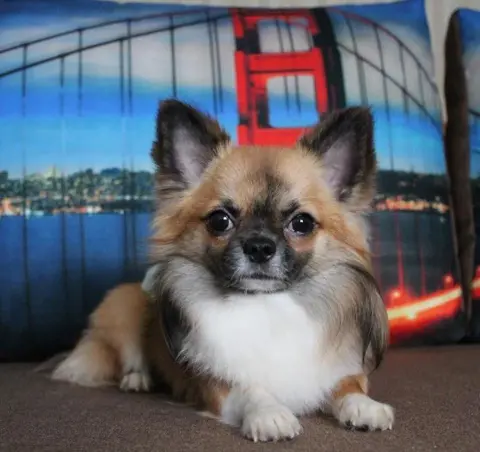 Chihuahua Dekreu FCI Stamboom