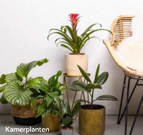 Kamerplanten in pot kopen? Grote collectie