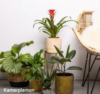 Kamerplanten in pot kopen? Grote collectie