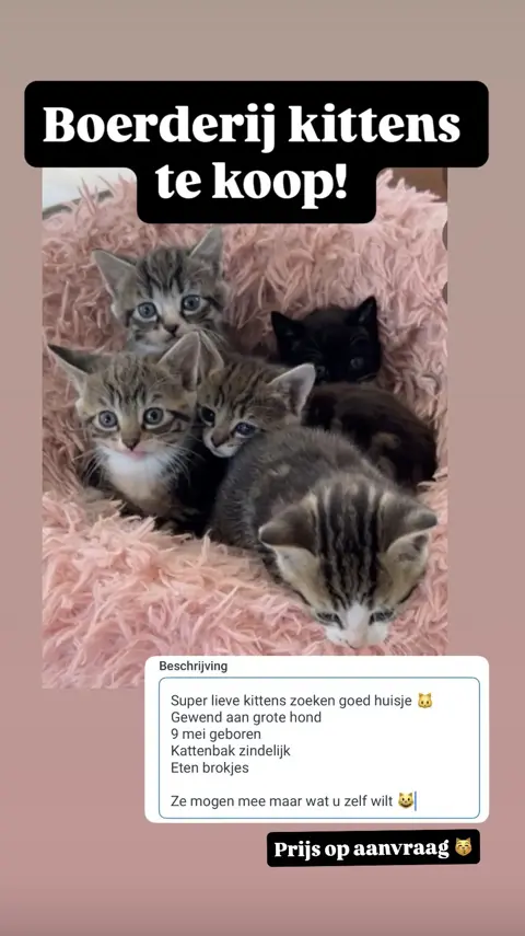 Jonge poesjes
