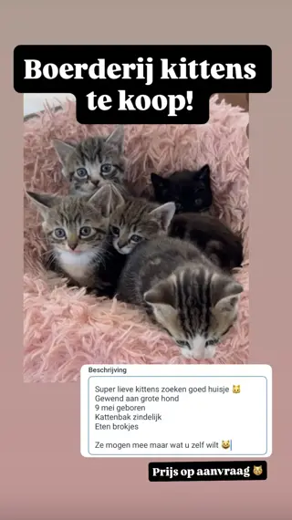 Jonge poesjes