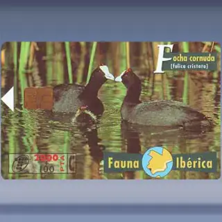 Meerkoet (1998)