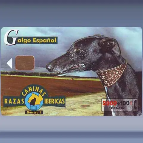 Hond (2000)