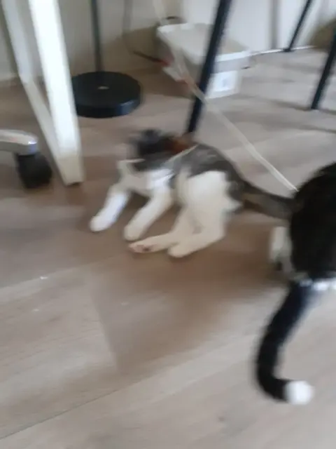 Kittens