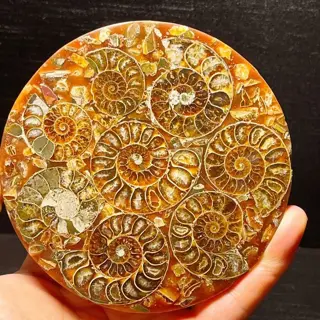 Natuurlijke Ammoniet Disc Fossiele Conch Specimen -