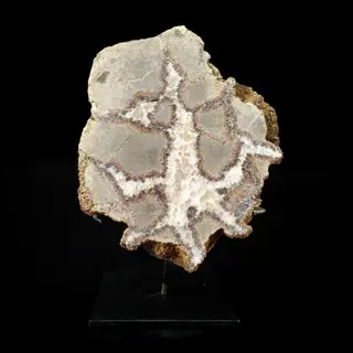 Septaria gesegmenteerde knobbel - 15.5×14×5 cm - 1465 g