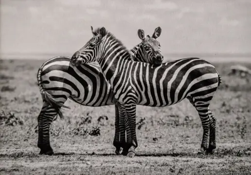 Atrayoux - Lot de 4 photos "Afrique color" - 20x30 cm