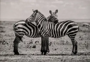 Atrayoux - Lot de 4 photos "Afrique color" - 20x30 cm