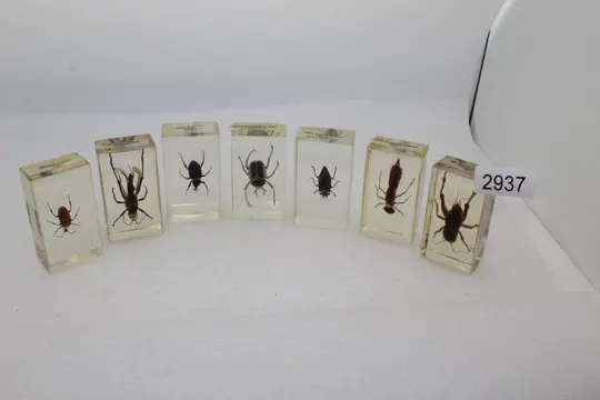 Insecten instellen. In Lucite - 7.25×4×2.25 cm