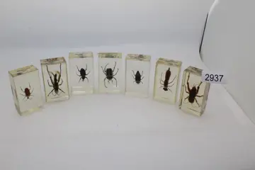 Insecten instellen. In Lucite - 7.25×4×2.25 cm