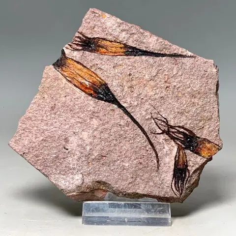 Prachtig buitenaards uitziend fossiel - 4 Exemplaren - - Op