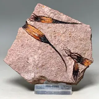 Prachtig buitenaards uitziend fossiel - 4 Exemplaren - - Op