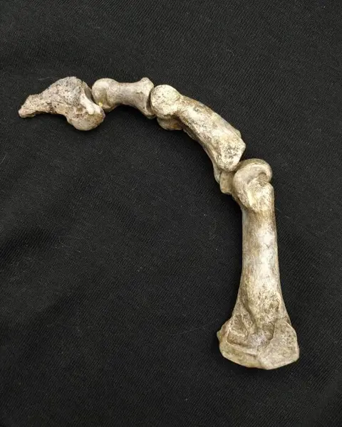 Baby holenbeer - Kootjes &amp; klauw - Ursus spelaeus -