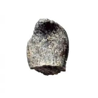 Dinosaurus - Tand - spinophorosaurus nigerensis - 1.5×1×1 cm