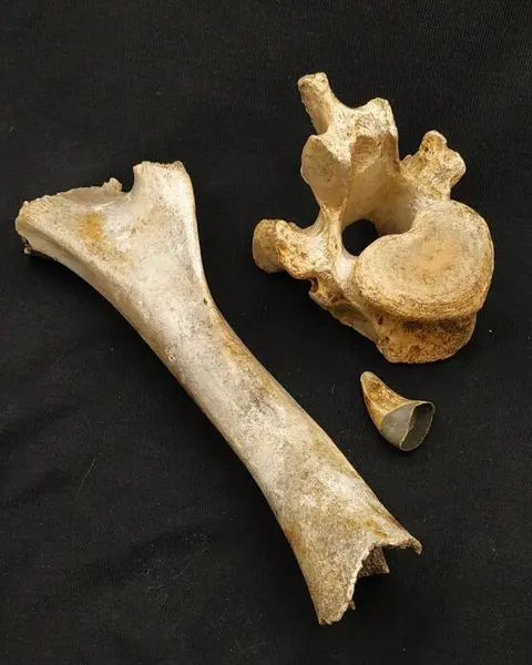 Baby holenbeer - Botten &amp; tanden - Ursus spelaeus -