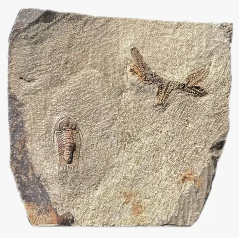 Interessante vereniging - trilobieten + Ophiura -