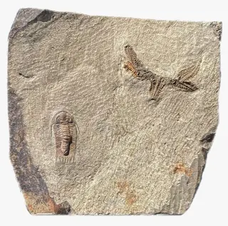 Interessante vereniging - trilobieten + Ophiura -