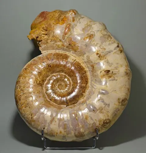 35 cm Museumdisplay-kwaliteit Ammoniet - 2 kanten