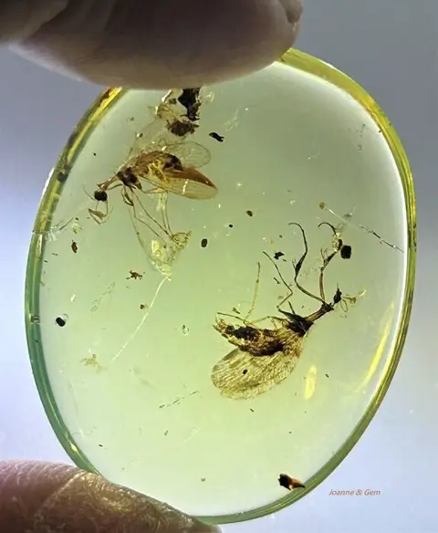 Birmese Amber - Zeer zeldzame Mantispidae - 5×24×30 mm