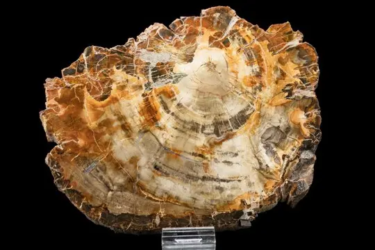 Fossiel hout - Xylode opaal - 230×170×20 mm