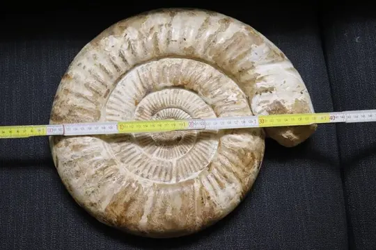 Dikke en gepolijste ammoniet - Schelp - 380×360×80 mm