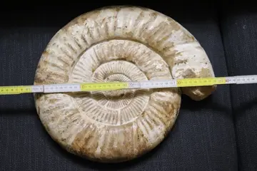 Dikke en gepolijste ammoniet - Schelp - 380×360×80 mm