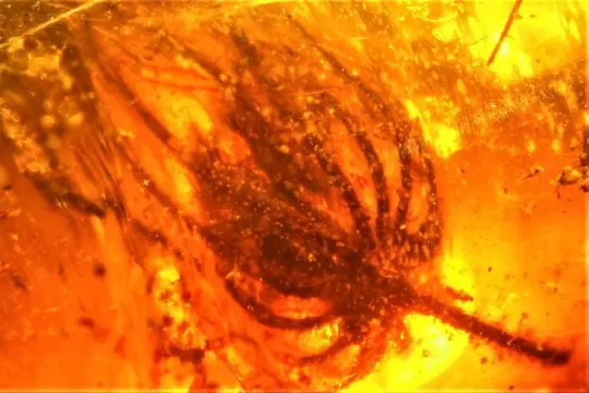 Oudste BLOESEM met 15 bloemblaadjes uit het DINO-tijdperk!