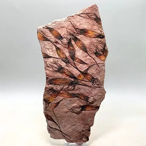 Buitenaards uitziend fossiel - Extreem hoge kwaliteit - 20