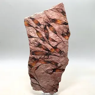 Buitenaards uitziend fossiel - Extreem hoge kwaliteit - 20