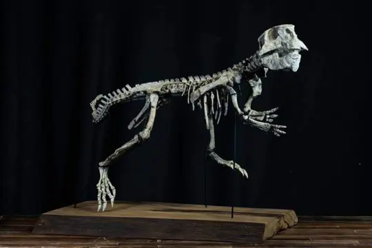 Gearticuleerd skelet - Psittacosaurus - 42×59×80 cm